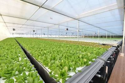 年產19茬蔬菜的工廠到底有多“恐怖”？全面揭秘京東植物工廠