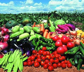 福永、沙井及深圳地區的農產品與綠植服務概覽 蔬菜配送、批發與苗木供應